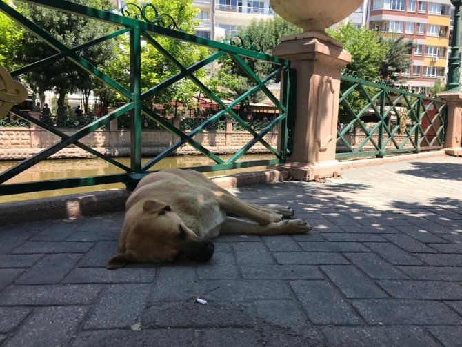 Sevimli Dostların Sıcak Havalarla Zorlu Mücadelesi