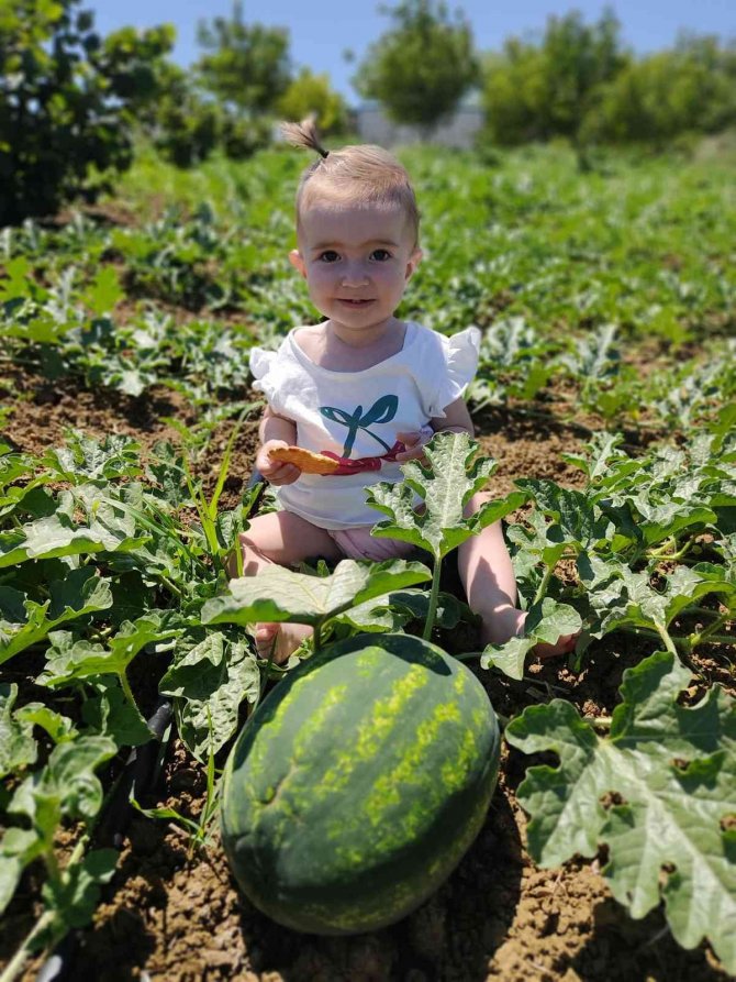 Kandıra Karpuzu Festivalle Tanıtılacak