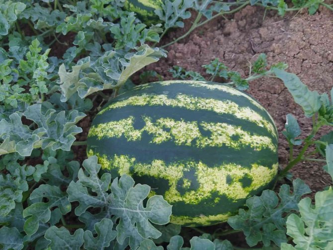 Kandıra Karpuzu Festivalle Tanıtılacak