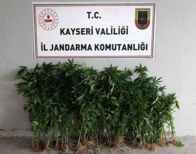 Jandarmadan Uyuşturucu Operasyonu