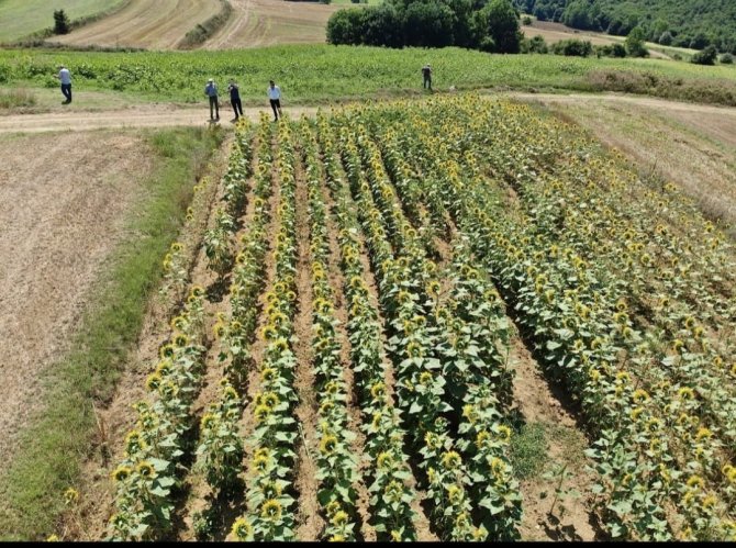 Ayçiçeği Çayır Tırtılı Zararlısına Karşı Mücadele Başladı