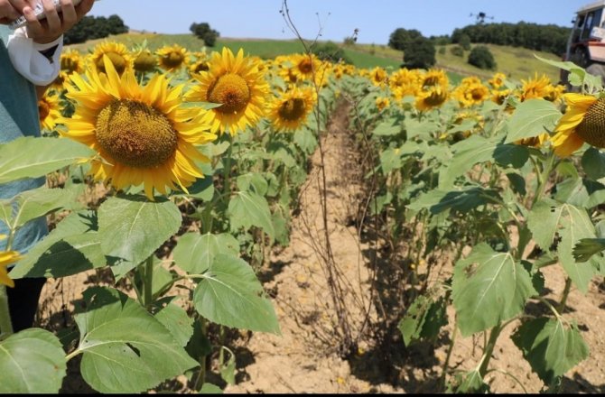 Ayçiçeği Çayır Tırtılı Zararlısına Karşı Mücadele Başladı