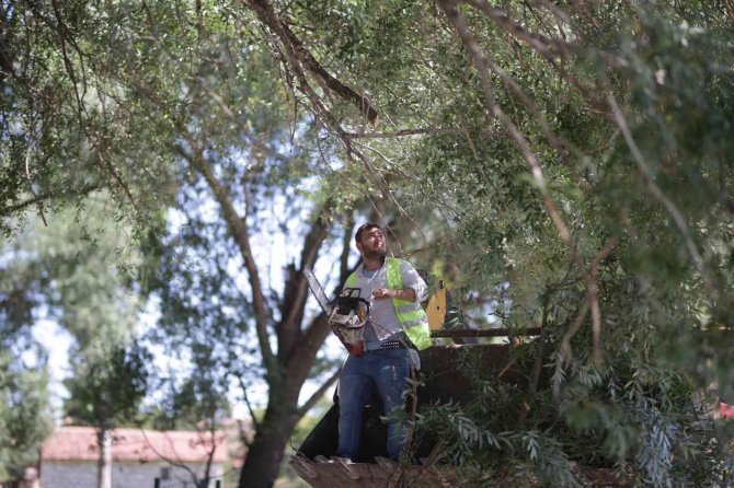 Kütahya’da Ağaç Bakım Çalışmaları