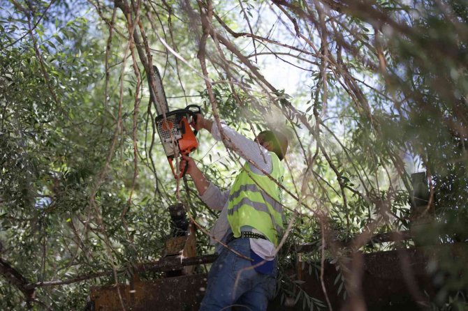 Kütahya’da Ağaç Bakım Çalışmaları