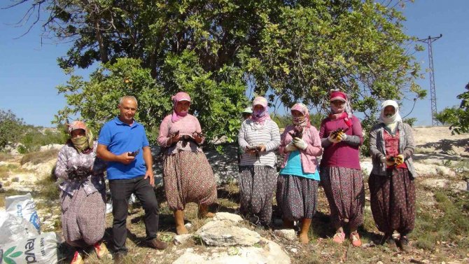 Mersin’de Hırsızlar Nedeniyle Keçiboynuzu Hasadına Bir Ay Önce Başlandı