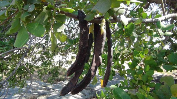 Mersin’de Hırsızlar Nedeniyle Keçiboynuzu Hasadına Bir Ay Önce Başlandı