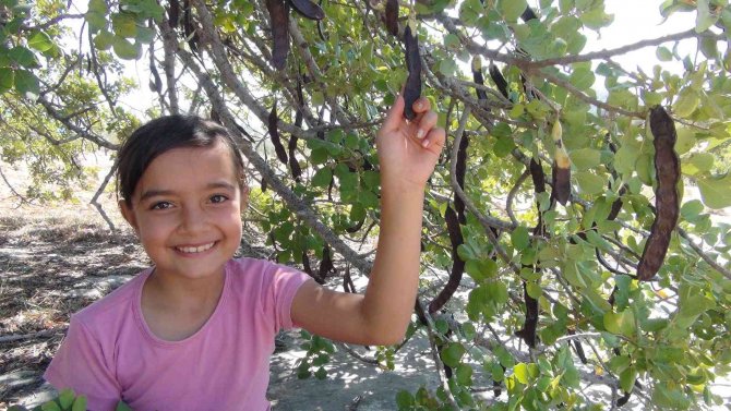 Mersin’de Hırsızlar Nedeniyle Keçiboynuzu Hasadına Bir Ay Önce Başlandı