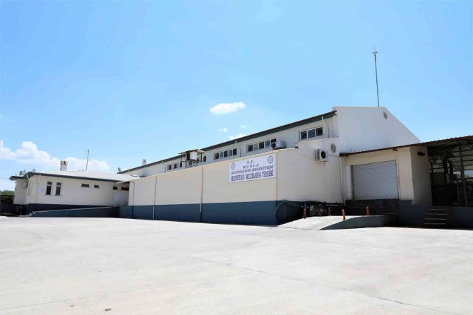 Büyükşehir Mezbahalarında 31,6 Milyon Kilo Kırmızı Et Üretildi