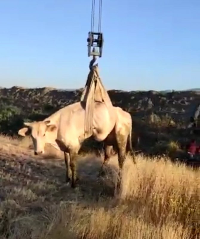 Çamura Saplanan İneği Vedaş Ekipleri Kurtardı