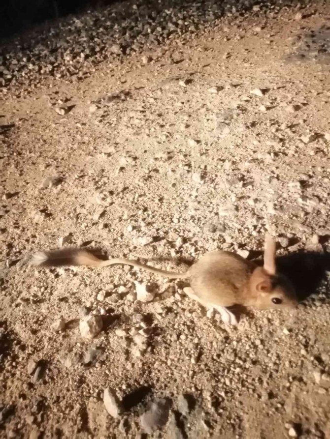 Elazığ’da Iucn’nin ’Kırmızı’ Listesinde Bulunan Arap Tavşanı Görüntülendi