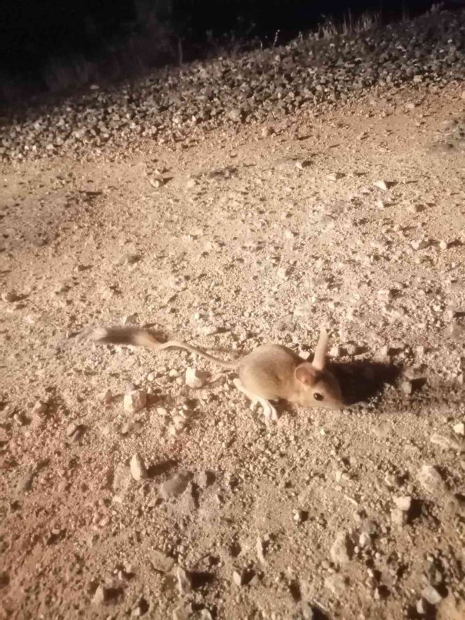 Elazığ’da Iucn’nin ’Kırmızı’ Listesinde Bulunan Arap Tavşanı Görüntülendi