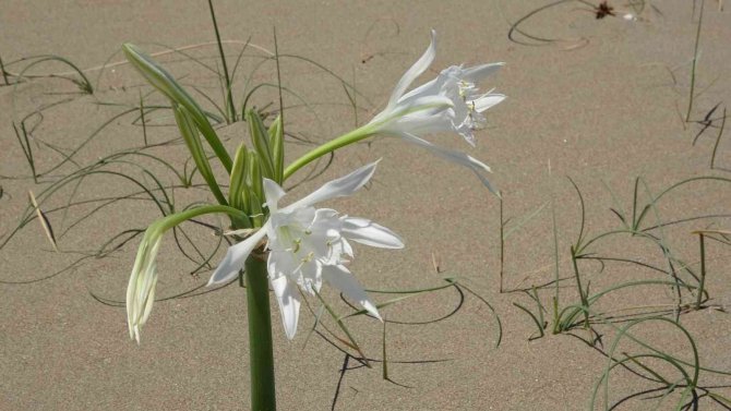 Kum Zambağını Koparan 109 Bin Lira Ceza Ödüyor