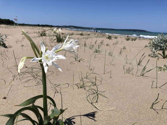 Kum Zambağını Koparan 109 Bin Lira Ceza Ödüyor