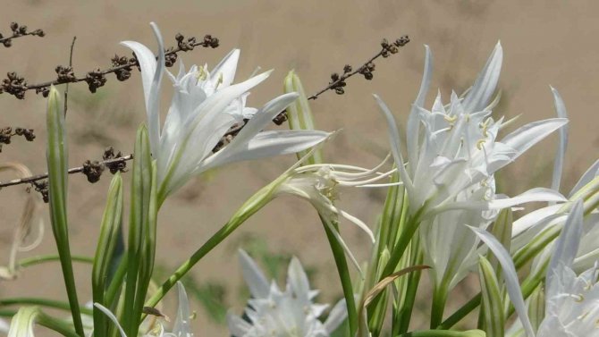 Kum Zambağını Koparan 109 Bin Lira Ceza Ödüyor