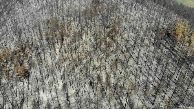 Orman Yangınlarına Keçiboynuzlu Tampon Bölge Önerisi