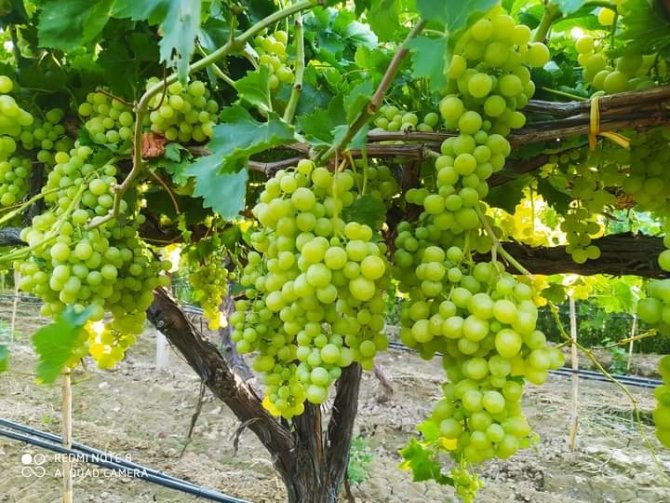 Üretici Üzüm Fiyatlarının Erken Açıklanmasını İstiyor