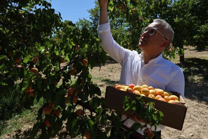 İ̇hraçlık Kayısı Hasadı Başladı