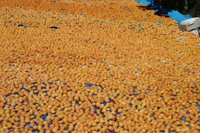 İ̇hraçlık Kayısı Hasadı Başladı