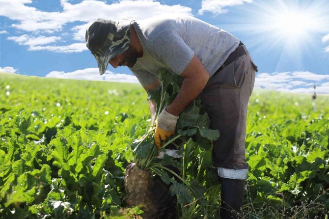 Sukkar, 530 Bin Ton Pancar Üretimi Hedefliyor
