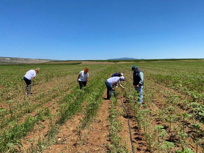 Eskişehir’de Çayır Tırtılı İstilası