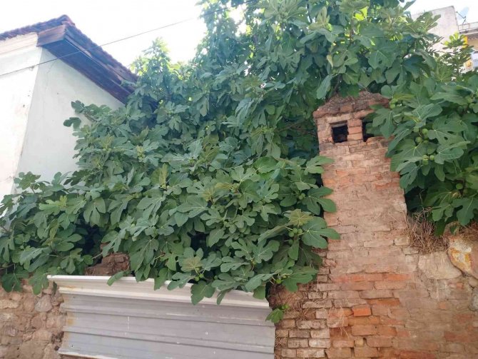 Aydın’ın İncirli Sokakları