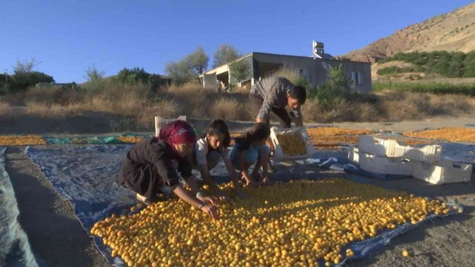 ’Sarı Altın’ Hasadında Çiftçinin Yüzü Gülüyor