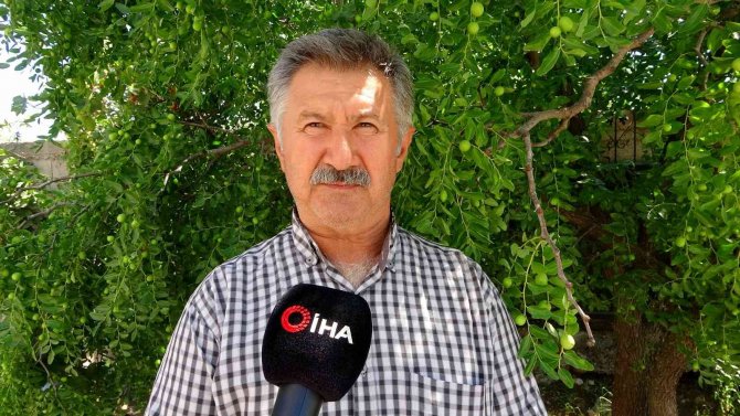 Orman Yangınlarına Keçiboynuzlu Tampon Bölge Önerisi