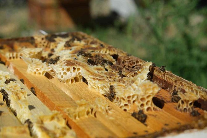 Arıcılar Hasat İçin Gün Sayıyor