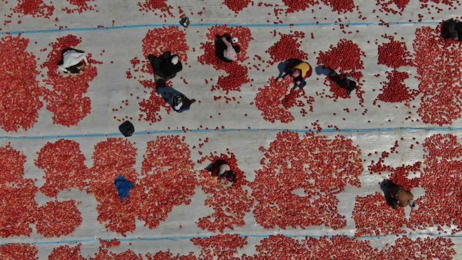 Torbalı’nın "Kırmızı Altınları" Serildi