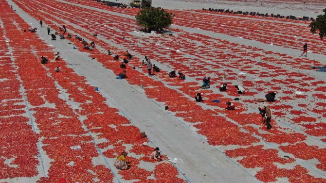 Torbalı’nın "Kırmızı Altınları" Serildi