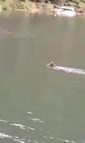 Baraj Gölünde Yüzen Ayı Tekne Turu Ziyaretçileri Tarafından Görüntülendi