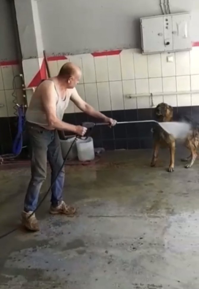 Bursa’da Sıcaktan Bunalan Köpek Böyle Serinletildi