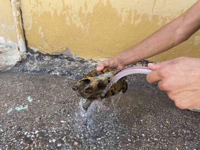 Alevleri Yerleşim Yerlerine Sıçramadan Söndürdüler...yanmak Üzere Olan Kaplumbağayı Böyle Kurtardı