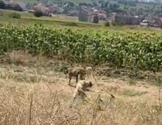 Su Kuyusuna Düşen 2 Köpek İtfaiye Ekiplerince Kurtarıldı