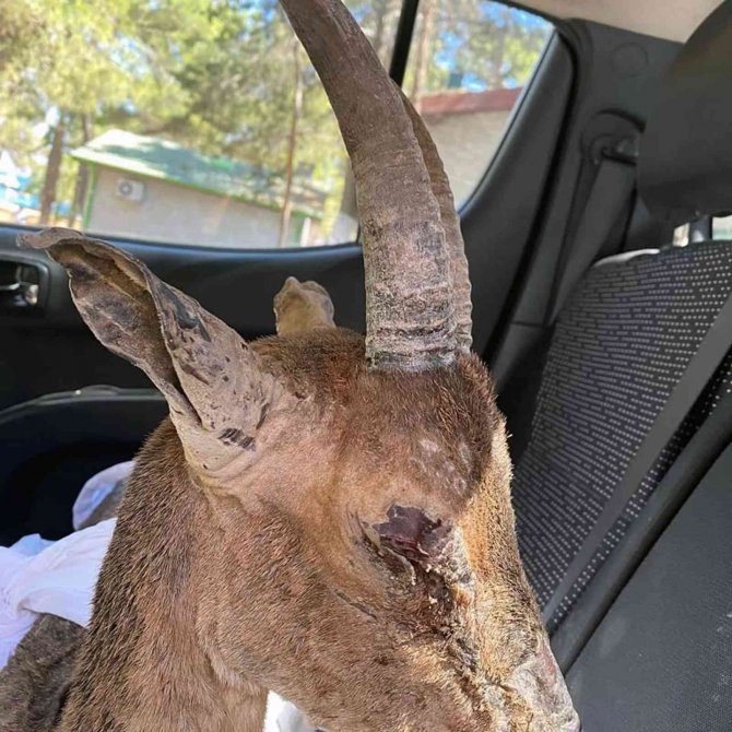 Alevlerin Arasında Kalan Yaban Keçisinin Yaşam Mücadelesi