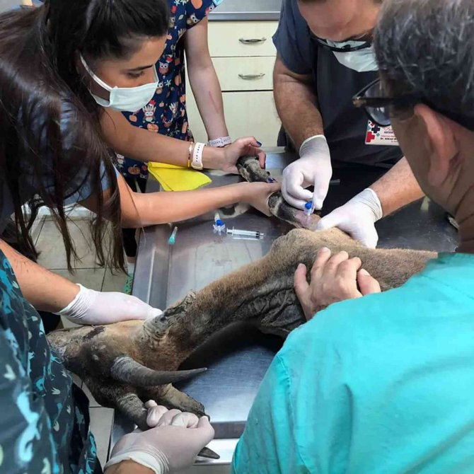 Alevlerin Arasında Kalan Yaban Keçisinin Yaşam Mücadelesi