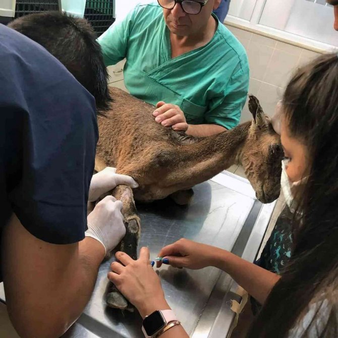 Alevlerin Arasında Kalan Yaban Keçisinin Yaşam Mücadelesi