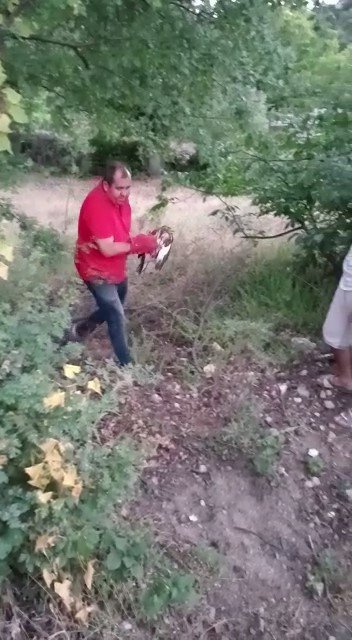Yarlı Atmaca Tedavi Altına Alındı