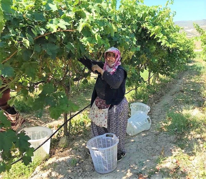 Erkenci Üzüm Üreticisinin Yüzünü Güldürdü