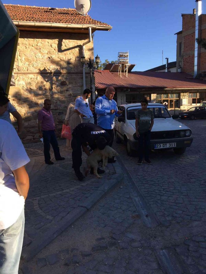 Elazığ’da Jandarma Ekipleri Minibüsün Çarptığı Köpek İçin Seferber Oldu