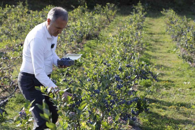 Yaban Mersini Hasadı Başladı