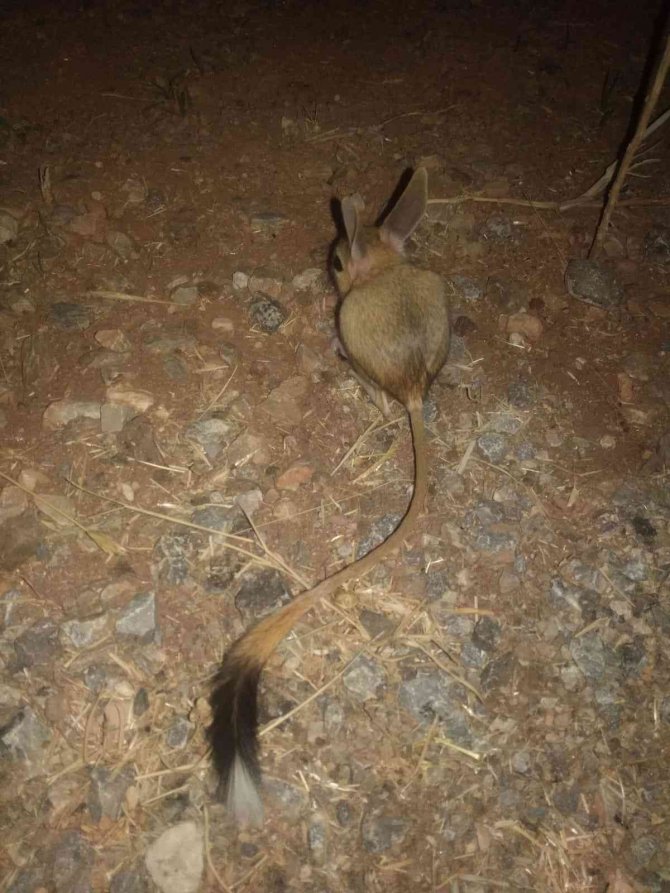 Dünyanın En İlginç Hayvanlarından Kanguru Faresi Afşin’de Görüldü