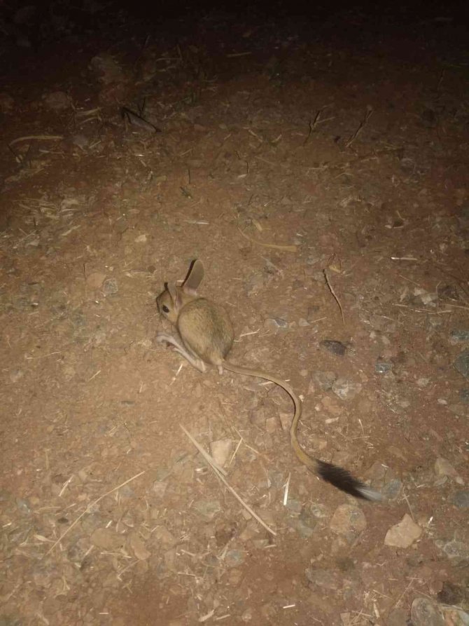 Dünyanın En İlginç Hayvanlarından Kanguru Faresi Afşin’de Görüldü