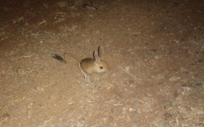 Dünyanın En İlginç Hayvanlarından Kanguru Faresi Afşin’de Görüldü