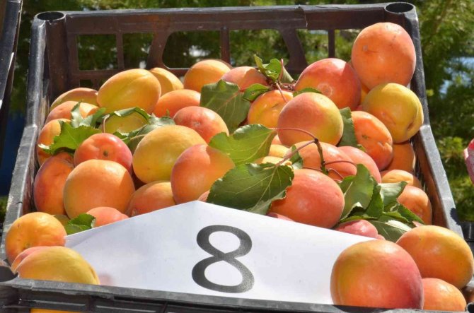 Elbistan’da Kayısı İçin Tarla Günü Etkinliği