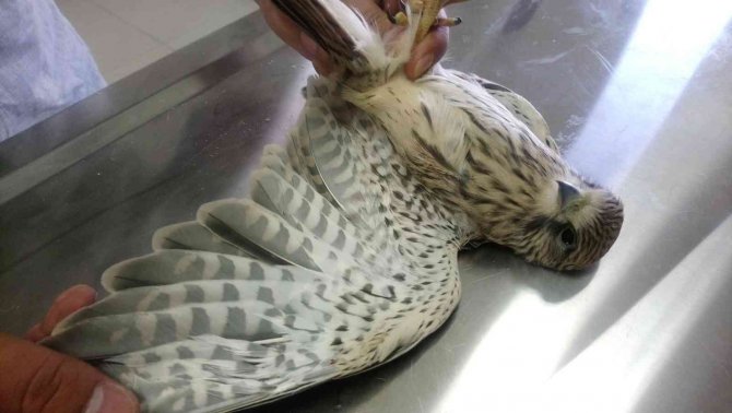 Kars’ta Yaralı Kerkenez Tedavi Altına Alındı