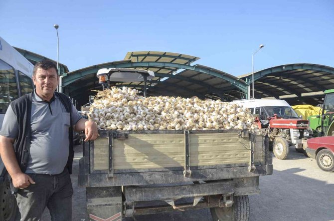 Taşköprü Sarımsağı Bu Yıl Üreticisinin Yüzünü Güldürüyor