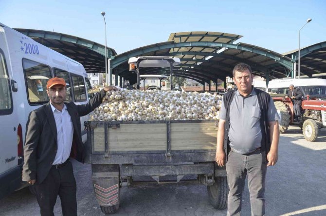 Taşköprü Sarımsağı Bu Yıl Üreticisinin Yüzünü Güldürüyor