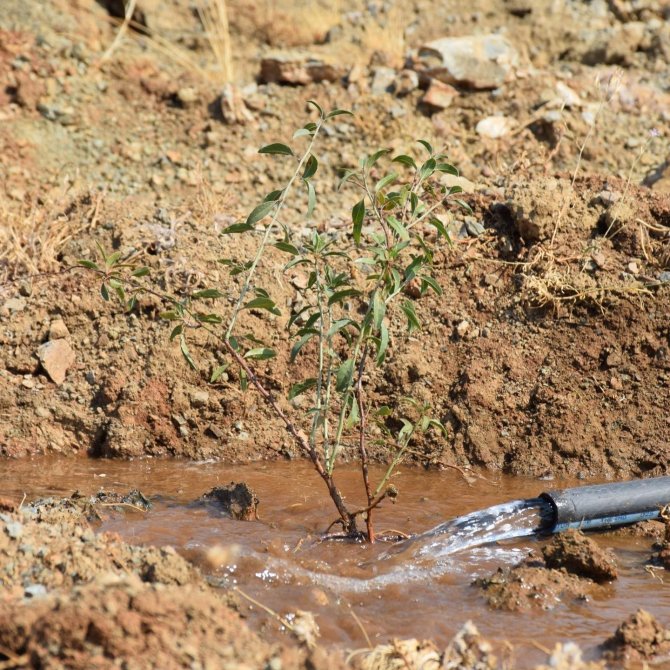 23 Futbol Sahası Büyüklüğündeki Badem Ormanı Sulanıyor