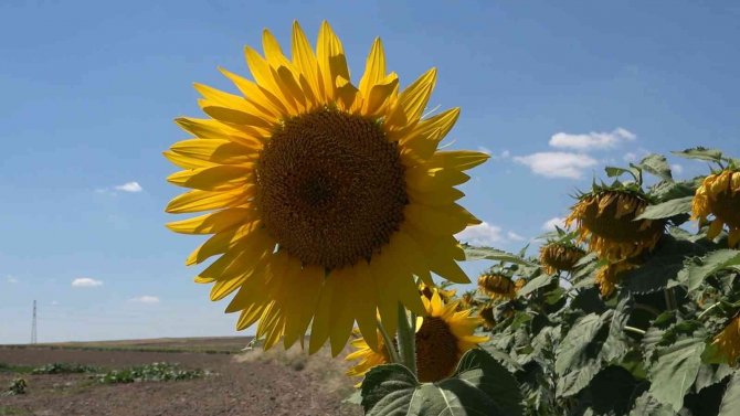 Yağlık Ayçiçeği Tarlaları Yüzleri Güldürdü: Çiftçi Yüksek Verim Bekliyor